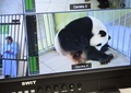 仏中部サンテニャンシュルシェールのボーバル動物園で出産直前のパンダ「歓歓」（2017年8月4日撮影）。(c)AFP/GUILLAUME SOUVANT