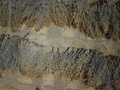 米カリフォルニア州ヒューロンの農園で、水不足のため引き抜かれたアーモンドの木（2021年8月5日撮影）。(c)Robyn Beck / AFP
