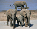 ケニアのサンブル（Samburu）国立保護区で暮らすゾウ（2013年5月8日撮影）。(c)AFP/Carl de Souza