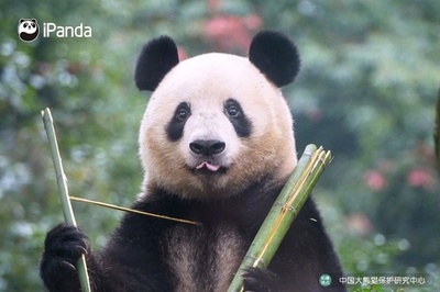 サンフランシスコ動物園、来年2頭のジャイアントパンダを迎える