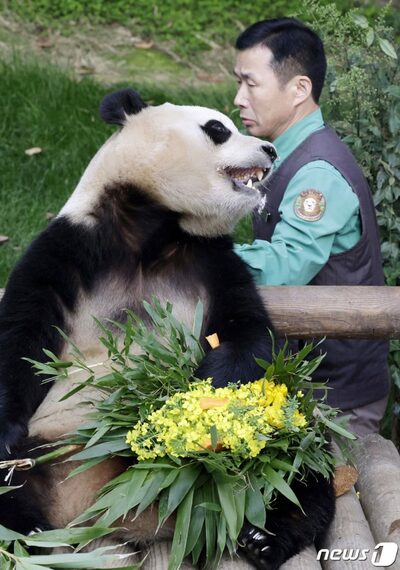 まもなく去る韓国のパンダ…号泣する人 vs「泣くほどのことか？」しらける人