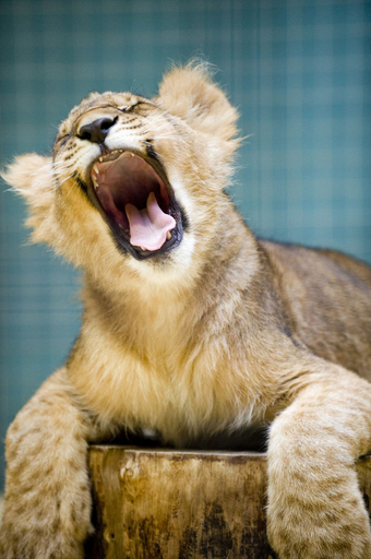 子ライオンの大あくび、ベルリン動物園