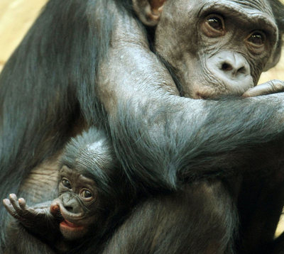 絶滅危惧種、大型類人猿ボノボの親子