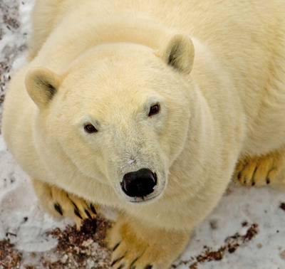 ホッキョクグマを国獣に、カナダ上院議員が提案 国民からは反発の声