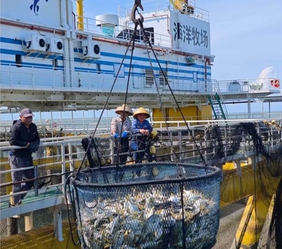 中国広東省深海養殖プラットフォーム「恒燚1号」 初漁獲量300トン超