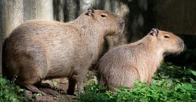 カピバラの日なたぼっこ、ドイツ