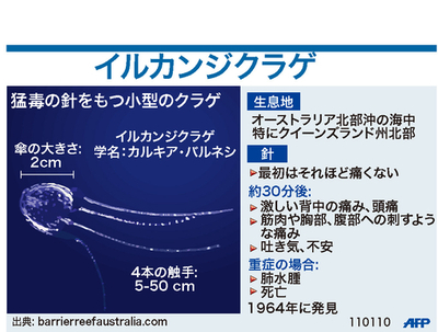 【図解】猛毒をもつイルカンジクラゲ