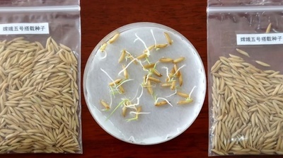 中国の月探査機「嫦娥五号」搭載の種もみ、苗を試験田に移植