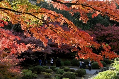 東京・旧古河庭園で紅葉が見頃