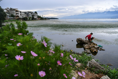 徐々に進む保護活動 雲南大理の淡水湖、ジ海