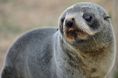 オーストラリアの浜辺にオットセイ53頭の死骸