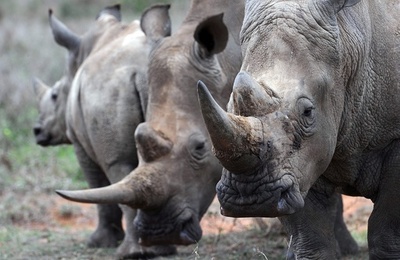 サイのふん塚、SNSとして機能か 研究