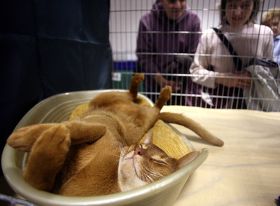 「国際ネコ博」開催、ハンガリー版ネコ鍋も登場?