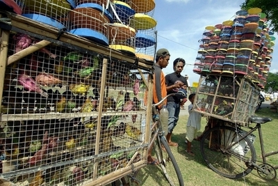 インドネシアで新たな鳥インフルエンザ死者・同国104人目