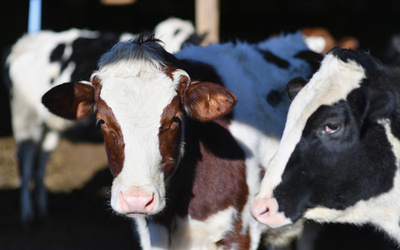  食べてよし使ってよし、ワクチン接種で牛が当たる！ 比