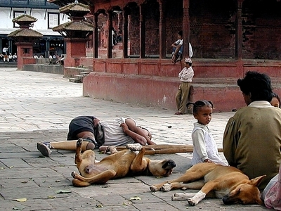 野良犬に｢警備代｣で給与支給、ネパール赤十字社