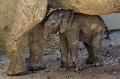 米サンディエゴの動物園でアフリカゾウの赤ちゃん誕生