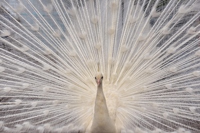 飾り羽を広げる野毛山動物園のインドクジャク、横浜