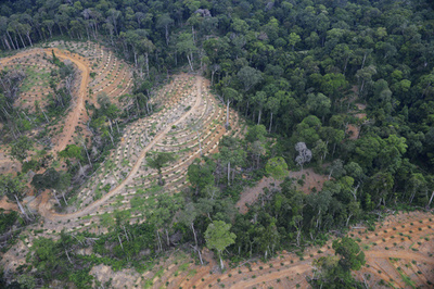「罪悪感ないドーナツ」に、ヤシ油使用停止を宣言 世界食品大手