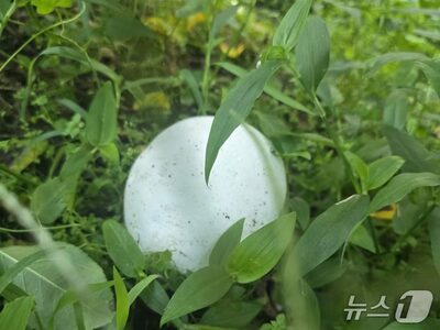 韓国・リンゴ畑で世界的希少キノコ5個発見、同じ農場で6年連続
