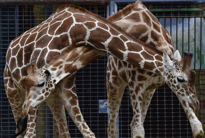 米動物園でキリンが出産、100万人がネットで視聴