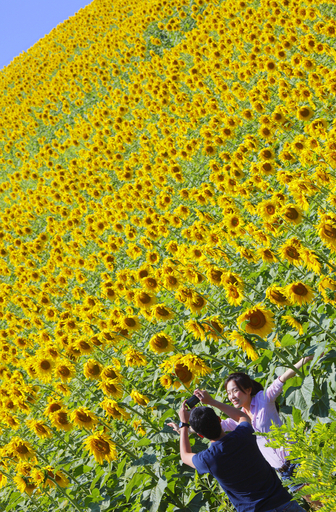 ヒマワリ満開の丘、イタリア