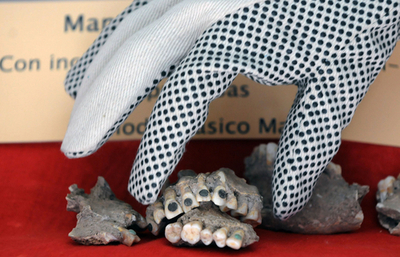 盗まれた古代マヤ人の上あご戻る、歯にヒスイの埋め込み