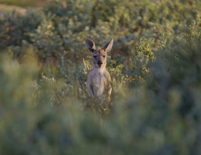 カンガルー移送許可下りず、大量駆除へ