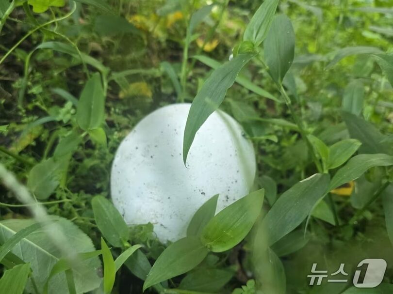 全羅北道南原市雲峰邑のリンゴ畑で発見されたオニフスベ＝南原市提供(c)news1