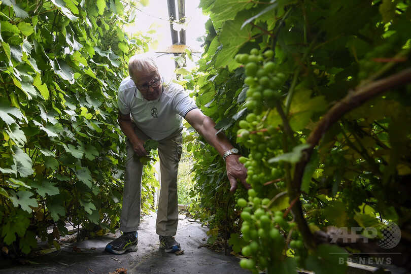 世界最北のワイン、味の秘訣は雪と太陽と創意工夫 フィンランド