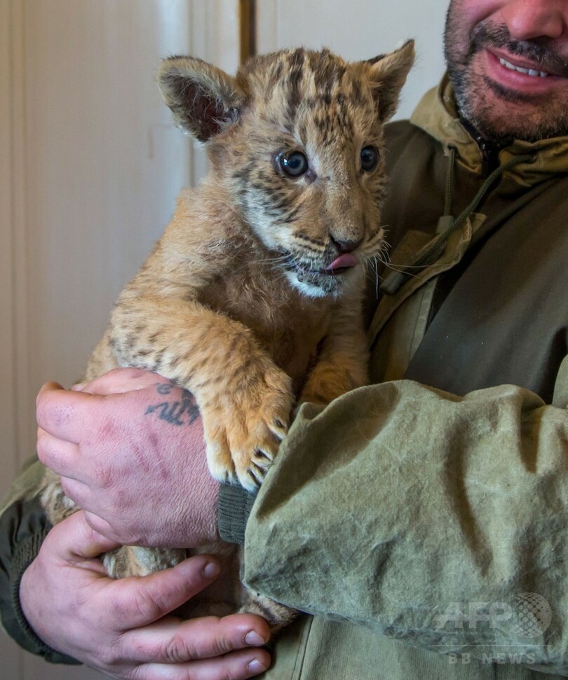 ライオンとトラから生まれた「ライガー」、ロシアの動物園で誕生