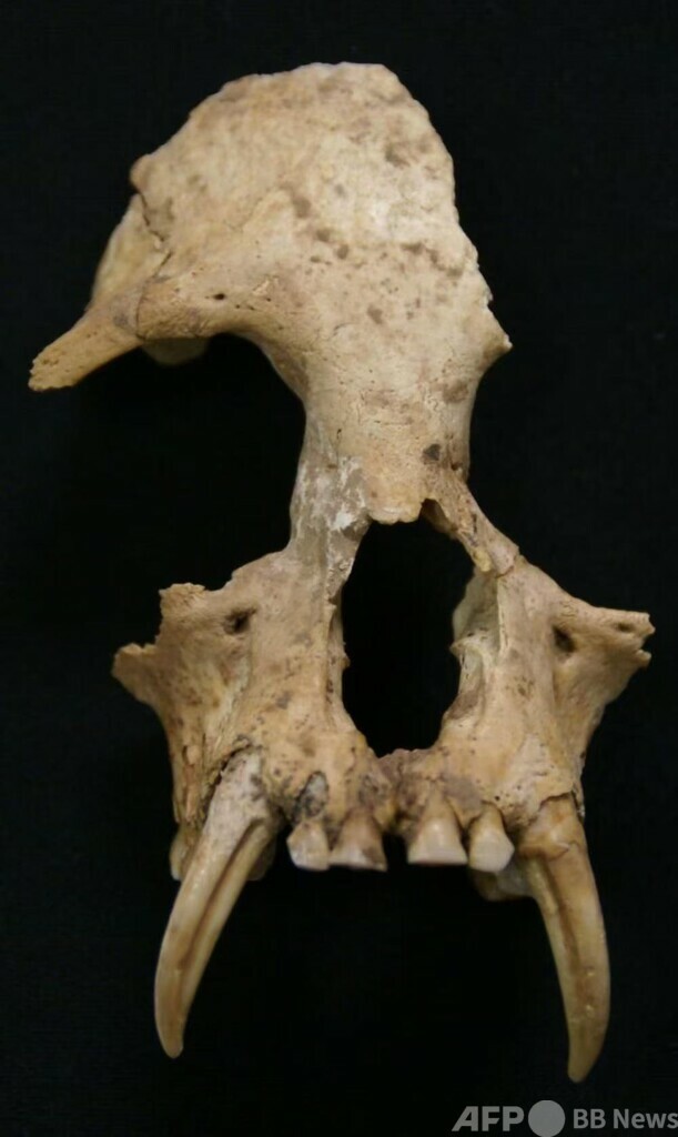 秦の始皇帝祖母の墓から出土したテナガザル 絶滅した新種と判明 中国