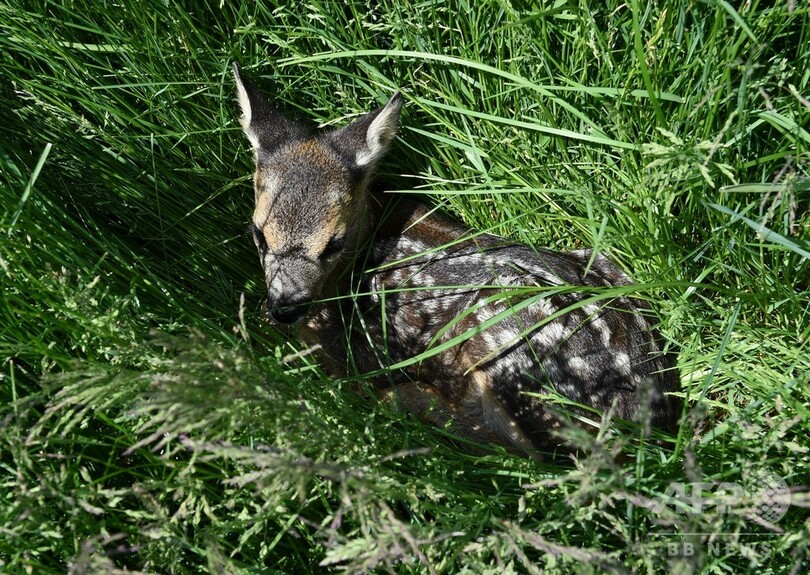 【今日の1枚】子鹿はどこだー？ 牧草地の人海戦術