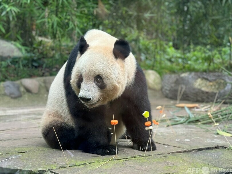 シャンシャンの7歳の誕生日を祝う！ 中日両国のファンが碧峰峡基地に集結