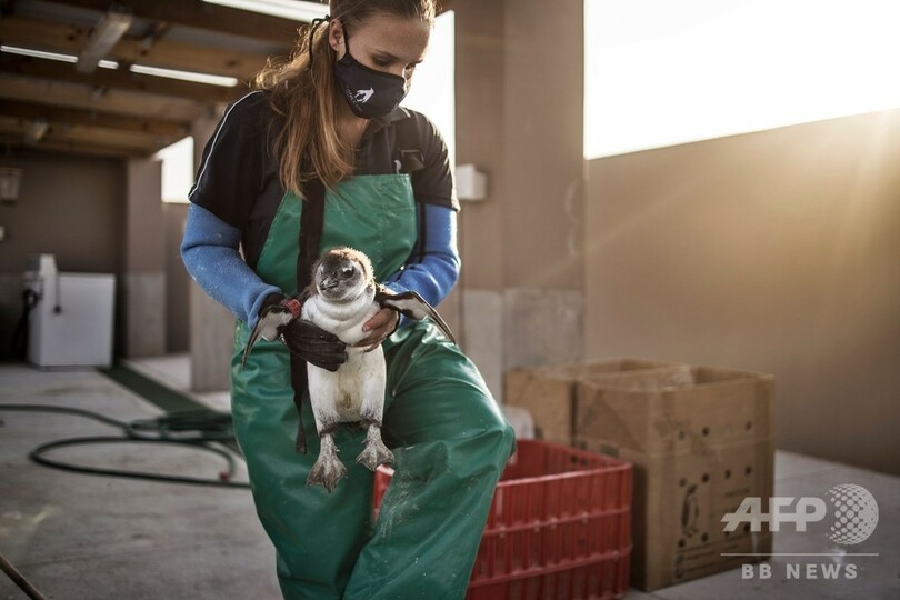 希少ペンギン繁殖地そばに海上給油基地、「わかしお」事故で懸念高まる 南ア