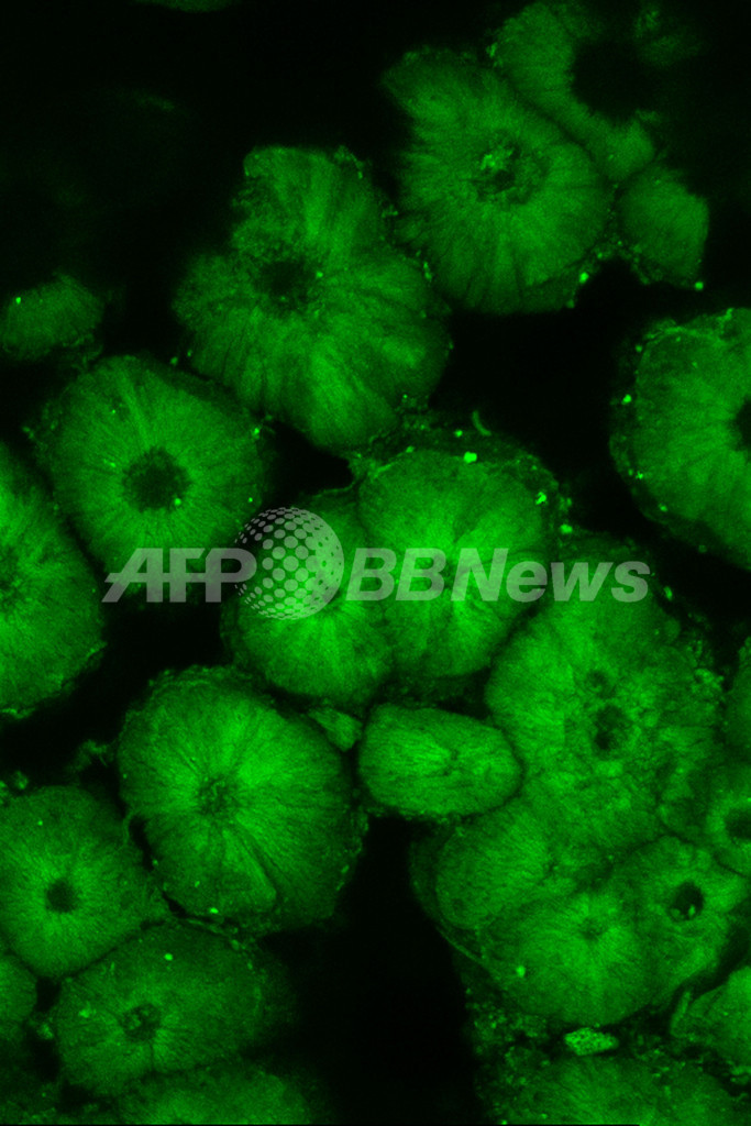 世界初、絶滅した鳥の卵殻化石からDNA抽出 豪研究