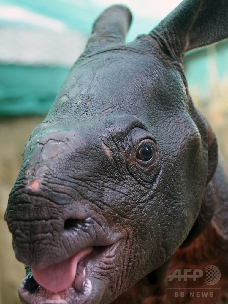 サイとゾウの子ども 国立公園から動物園へお引っ越し 写真3枚 国際ニュース Afpbb News