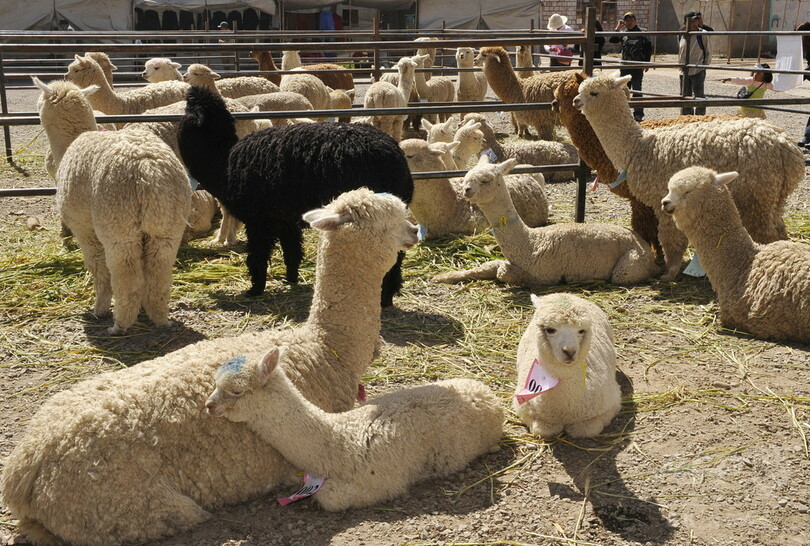 肉発がん性問題にボリビア政府が「妙案」？