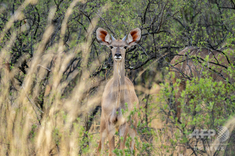 アンテロープを食用に コロナで観光客激減し困窮 南ア