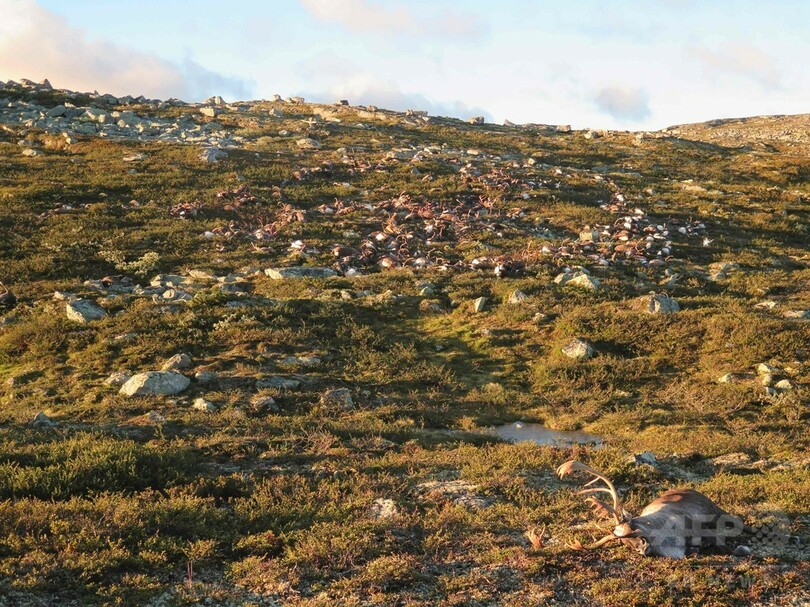 トナカイ300頭以上が落雷で死ぬ、ノルウェー