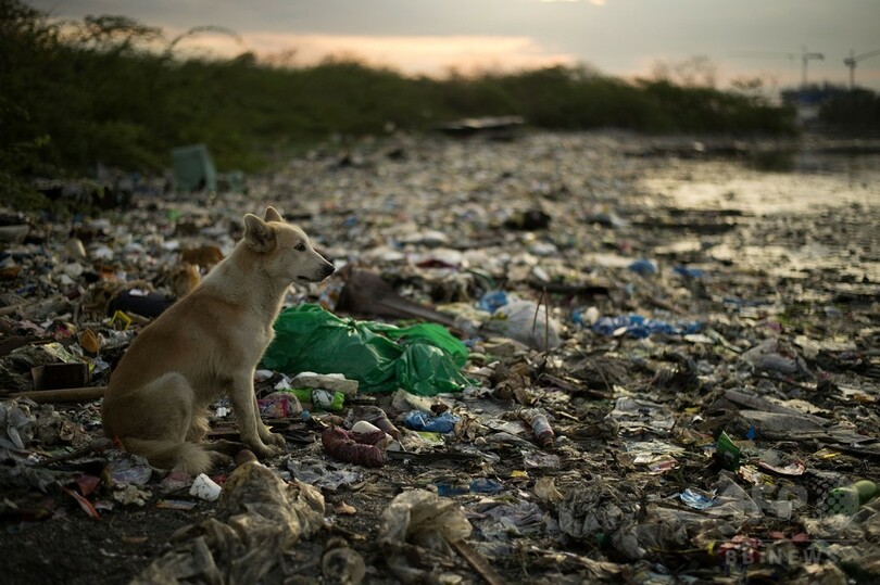 まるで「舗道」、ぎっしり川を覆うごみ マニラ