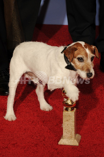 最優秀「俳優犬」を決めるゴールデン・カラー賞、『アーティスト』出演犬をノミネート 最優秀「俳優犬」を決めるゴールデン・カラー賞、『アーティスト』出演犬をノミネート