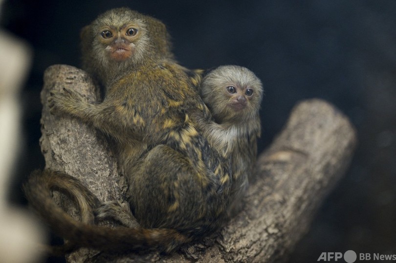 写真特集 珍しい動物たち 写真16枚 国際ニュース Afpbb News