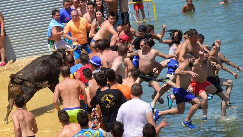 人も牛もダイブ スペイン港町で 海の牛追い 写真15枚 国際ニュース Afpbb News