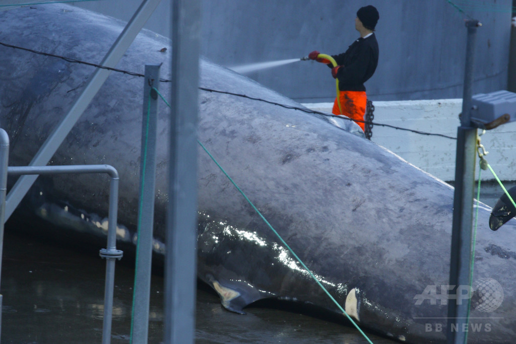 アイスランドで捕獲・解体のクジラ、遺伝子解析で交雑種と判明 アイスランドで捕獲・解体のクジラ、遺伝子解析で交雑種と判明