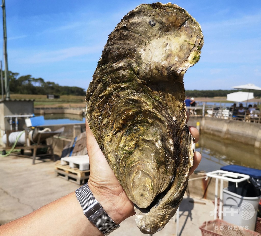 重さ1 4キロの巨大カキ 仏で発見 食べず海に戻される 写真2枚 国際ニュース Afpbb News