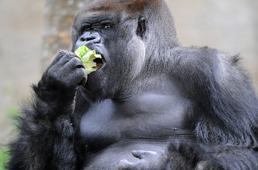 『ゴリラ』 スリクソン SRIXON ZXi4 アイアン 5本セット(6I-9I,PW) メンズ 右用