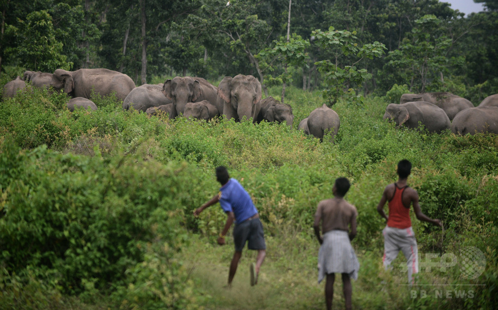 野生のゾウに襲われ中国人技師死亡、インド 野生のゾウに襲われ中国人技師死亡、インド