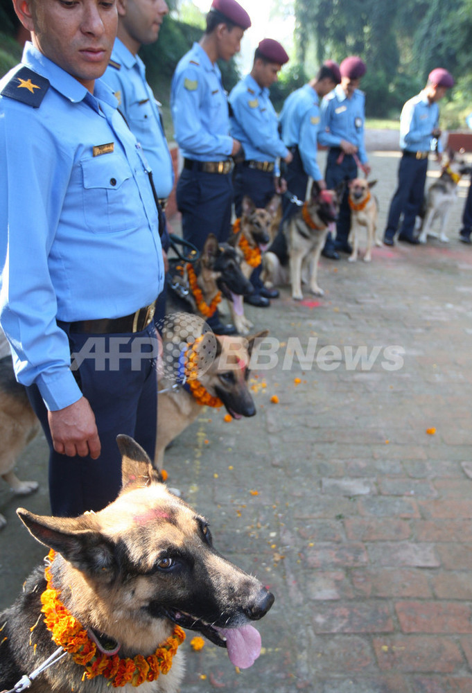 ヒンズー教光の祭り ティハール 犬を花輪で祝福 ネパール 写真8枚 国際ニュース Afpbb News