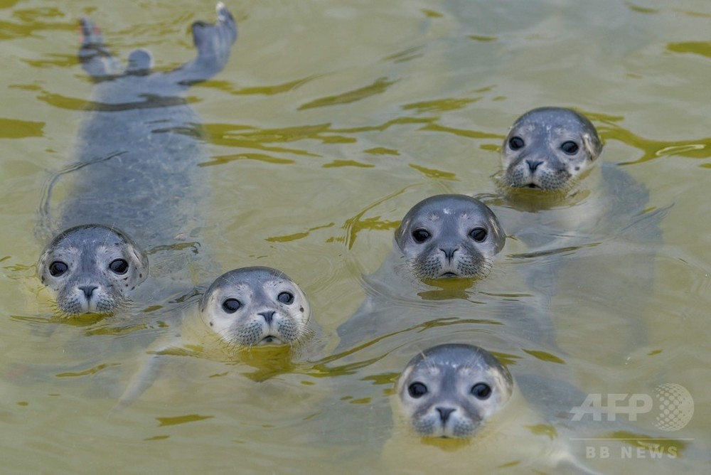 なぁになぁに？ カメラに興味いっぱいのアザラシたち ドイツ 写真5枚